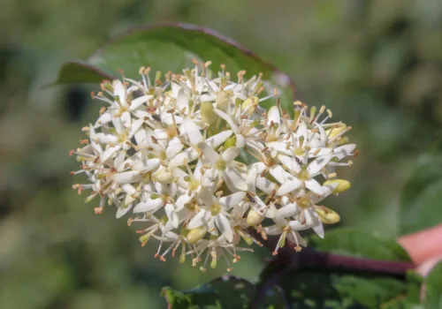 Cornus sanguinea subsp. australis