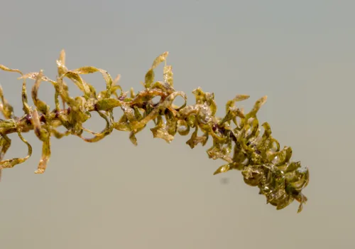 Elodea canadensis