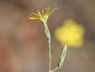 Lactuca viminea