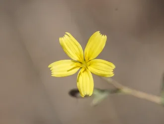 Lactuca viminea