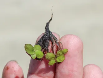 Spirodela polyrhiza