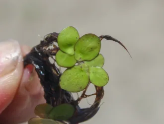 Spirodela polyrhiza