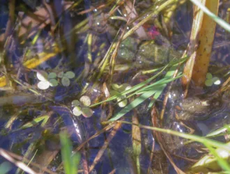 Spirodela polyrhiza