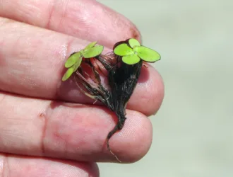 Spirodela polyrhiza