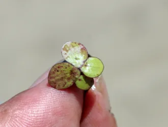 Spirodela polyrhiza