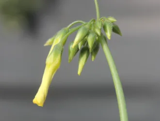 Oxalis pes-caprae