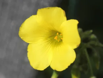 Oxalis pes-caprae
