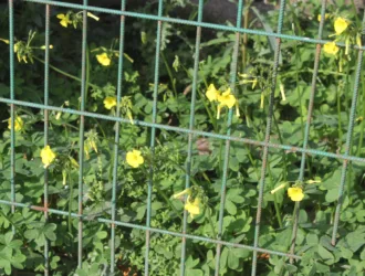 Oxalis pes-caprae