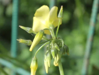Oxalis pes-caprae