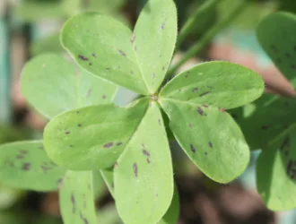 Oxalis pes-caprae