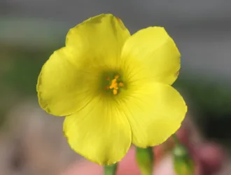 Oxalis pes-caprae