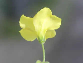 Oxalis pes-caprae