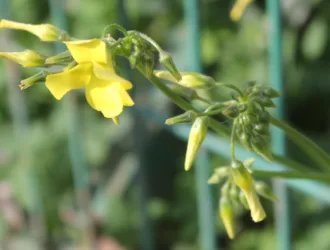 Oxalis pes-caprae