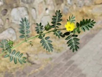Tribulus terrestris