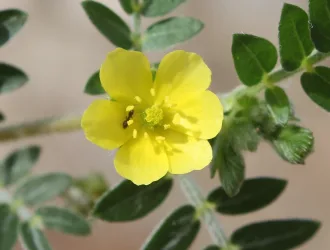 Tribulus terrestris