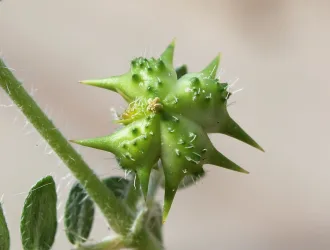 Tribulus terrestris