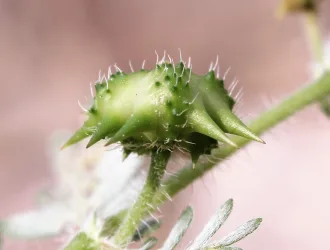 Tribulus terrestris
