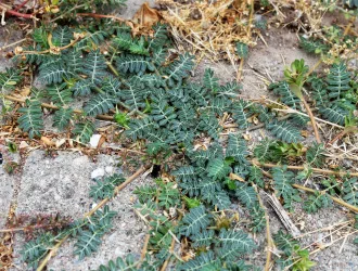 Tribulus terrestris