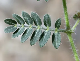 Tribulus terrestris