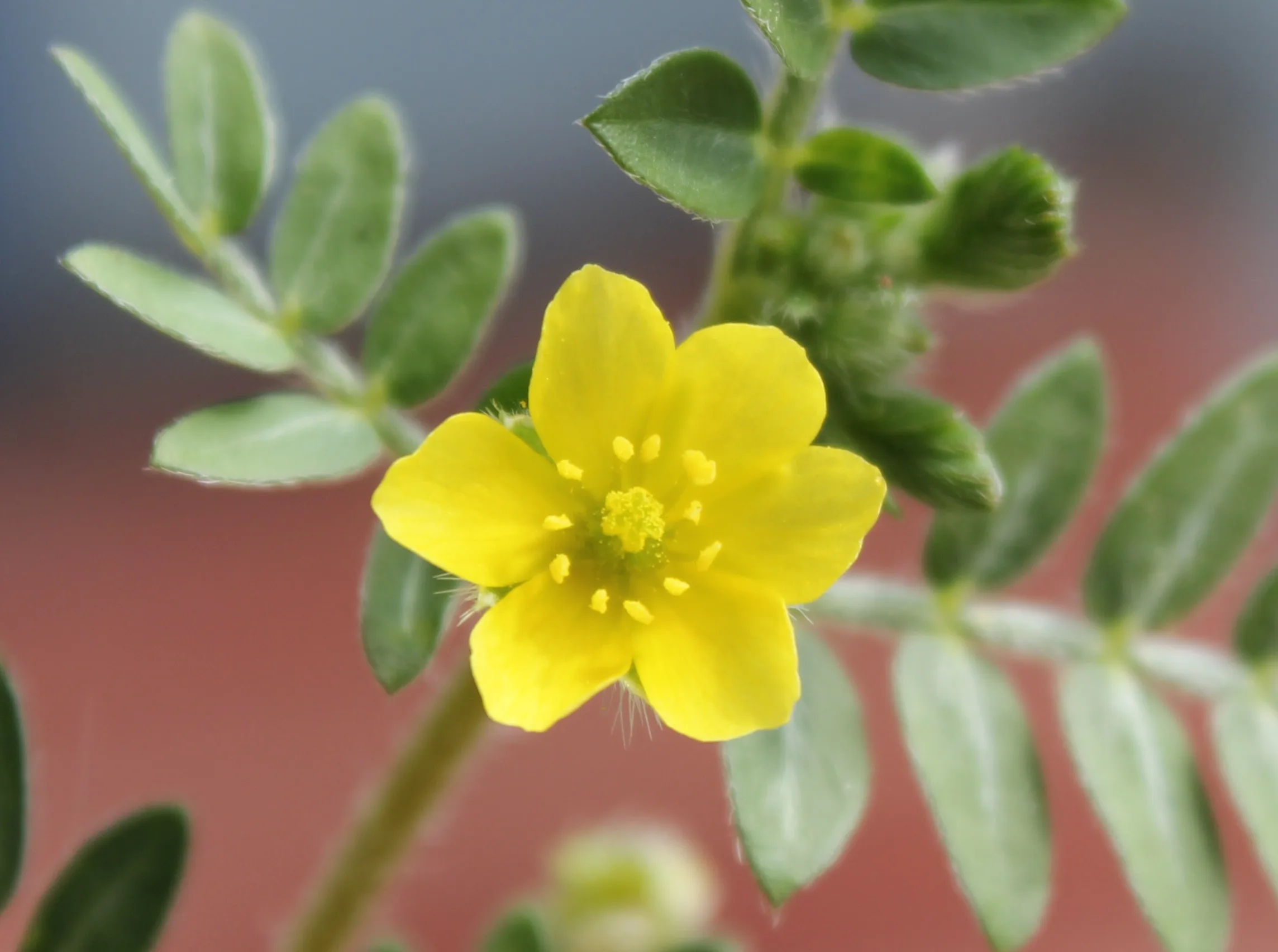 Tribulus terrestris