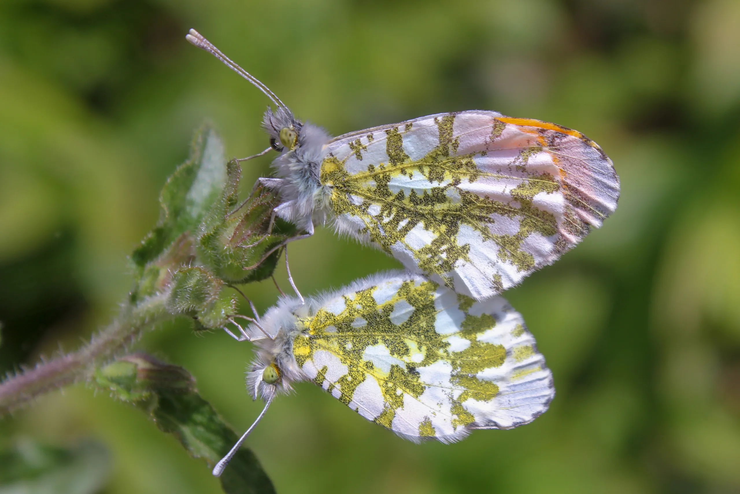 Anthocharis cardamines