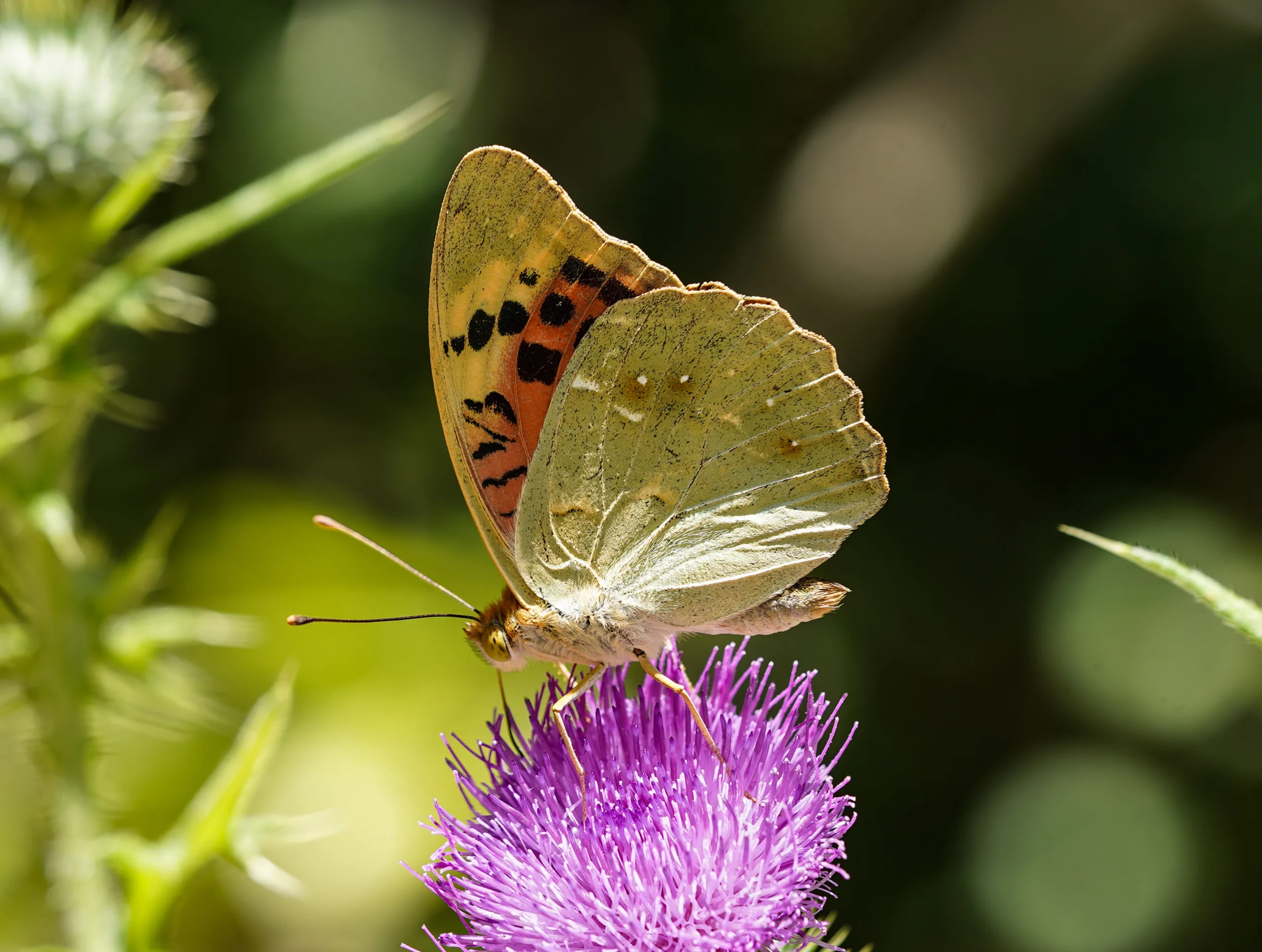 Argynnis pandora