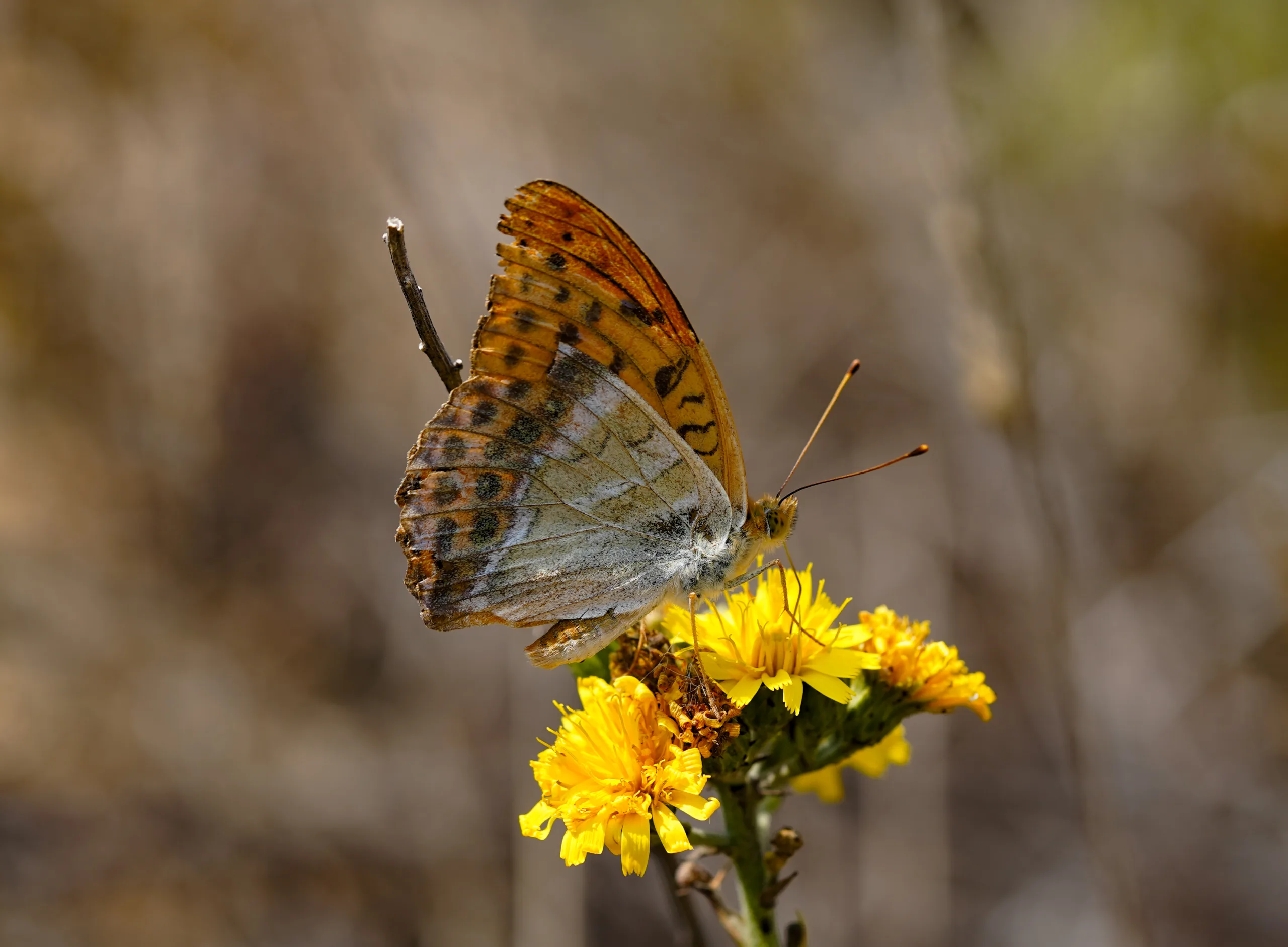 Argynnis paphia