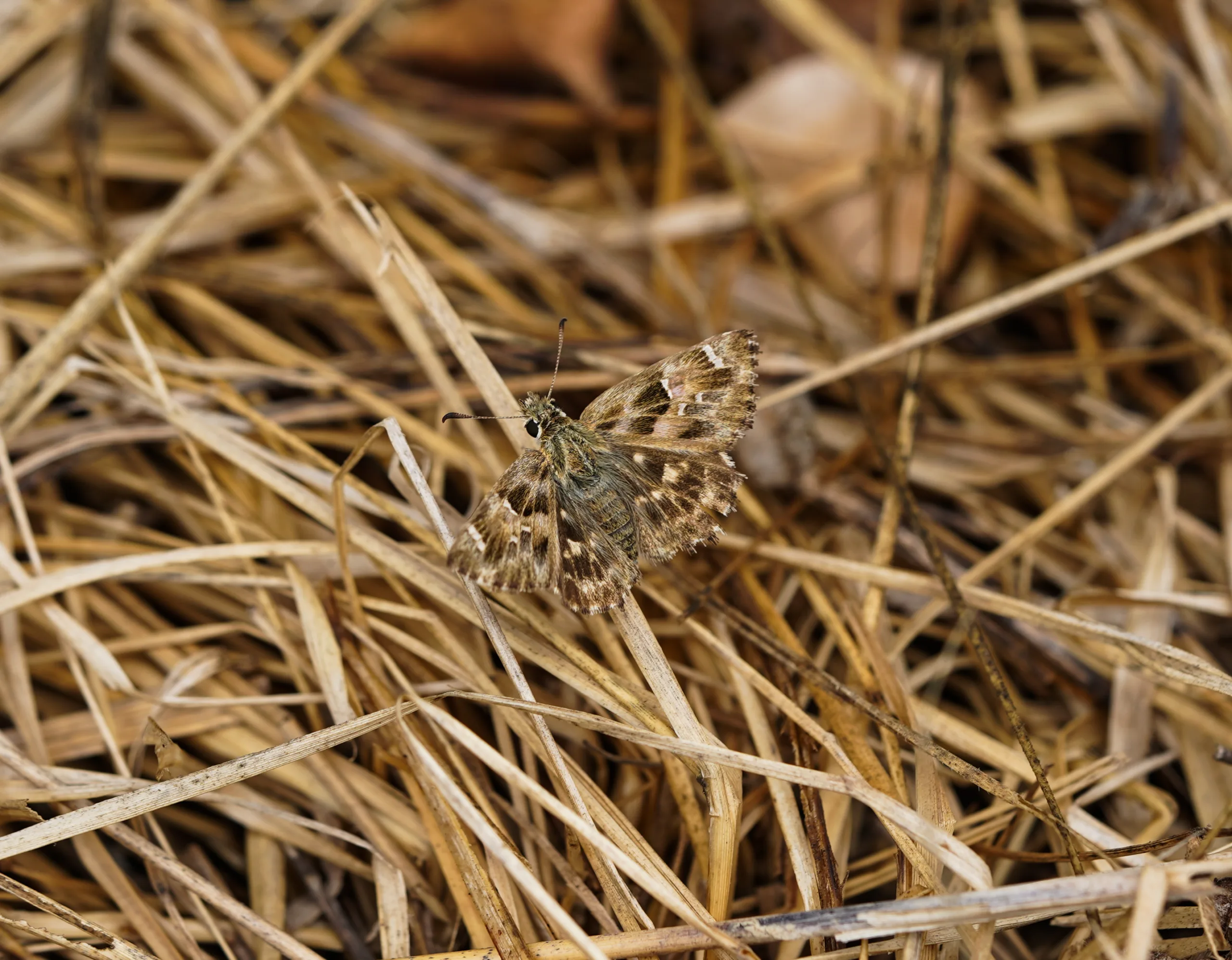 Carcharodus alceae