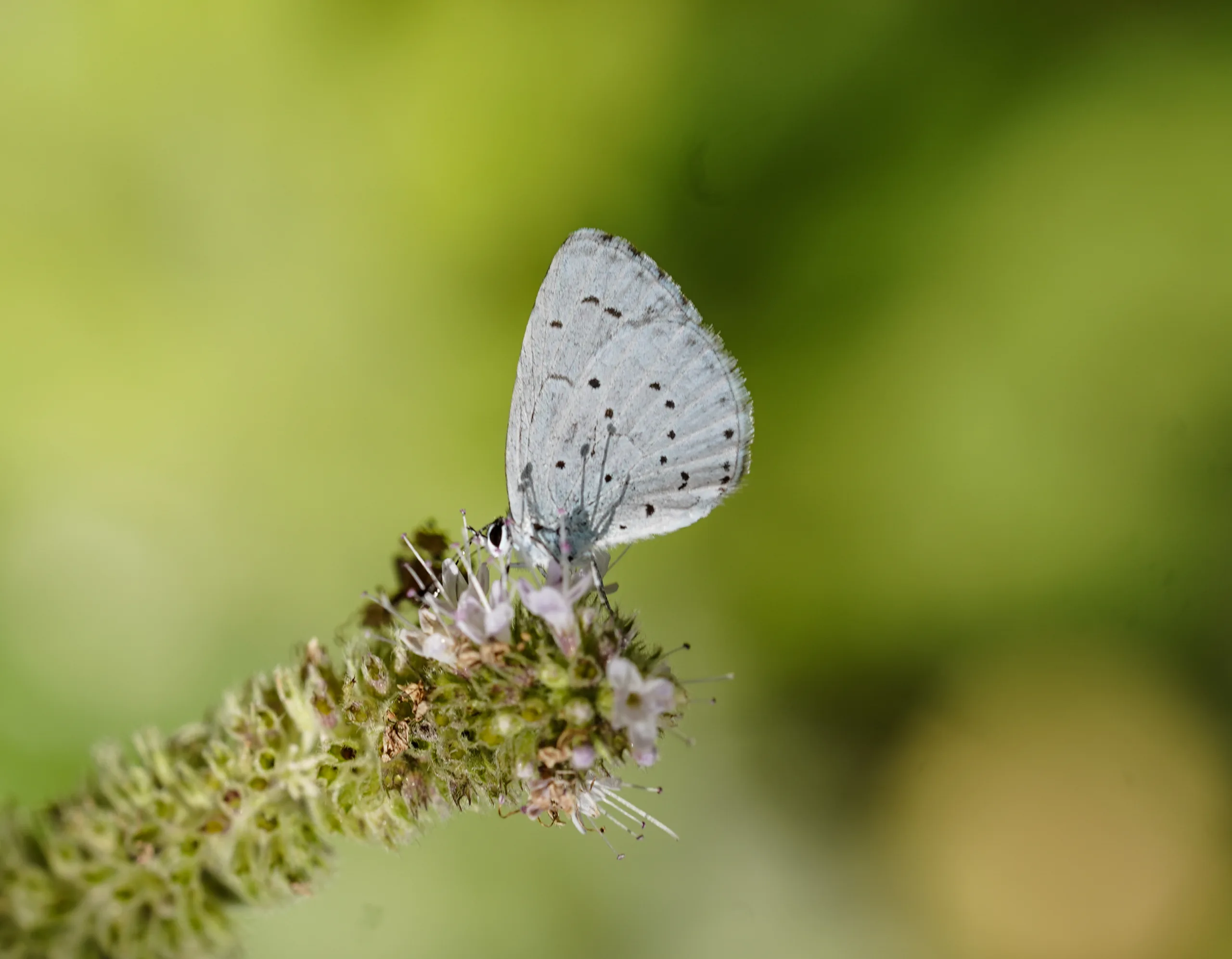 Celastrina argiolus