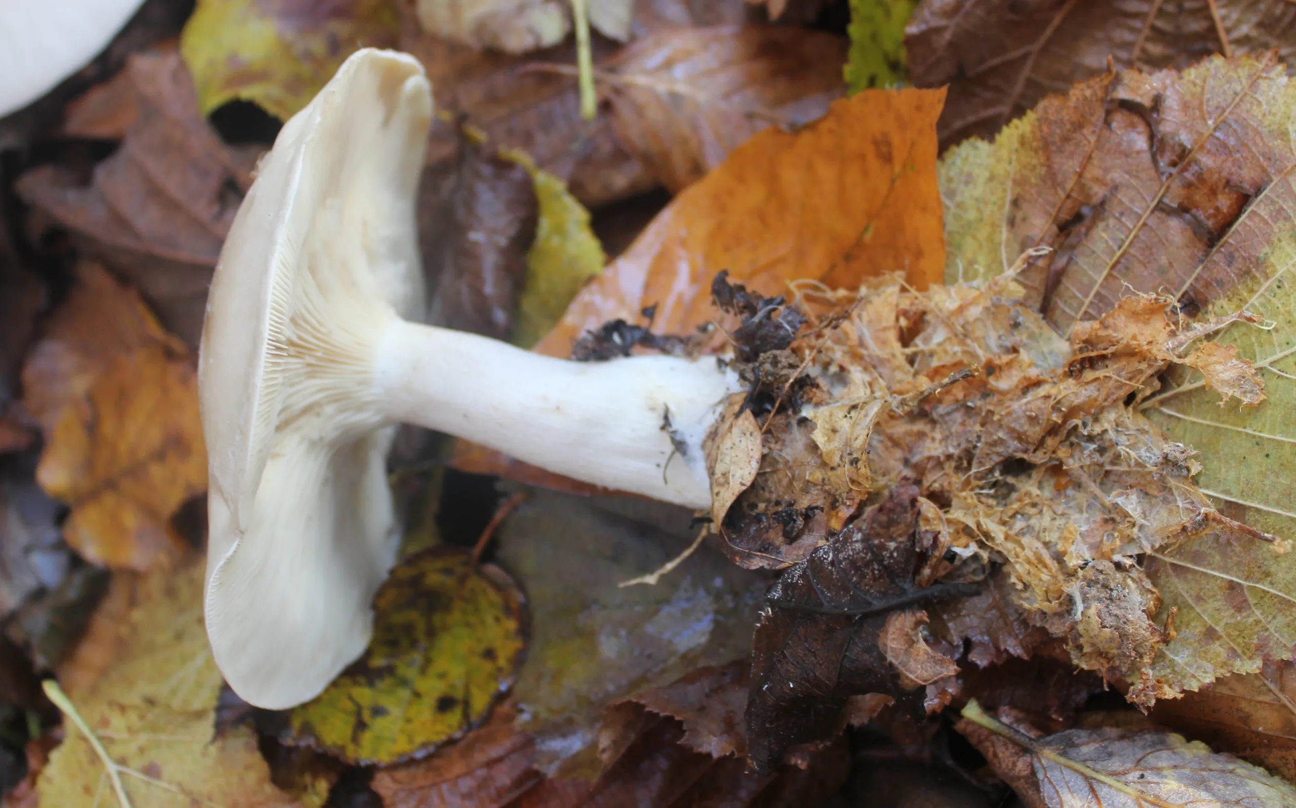 Clitocybe nebularis