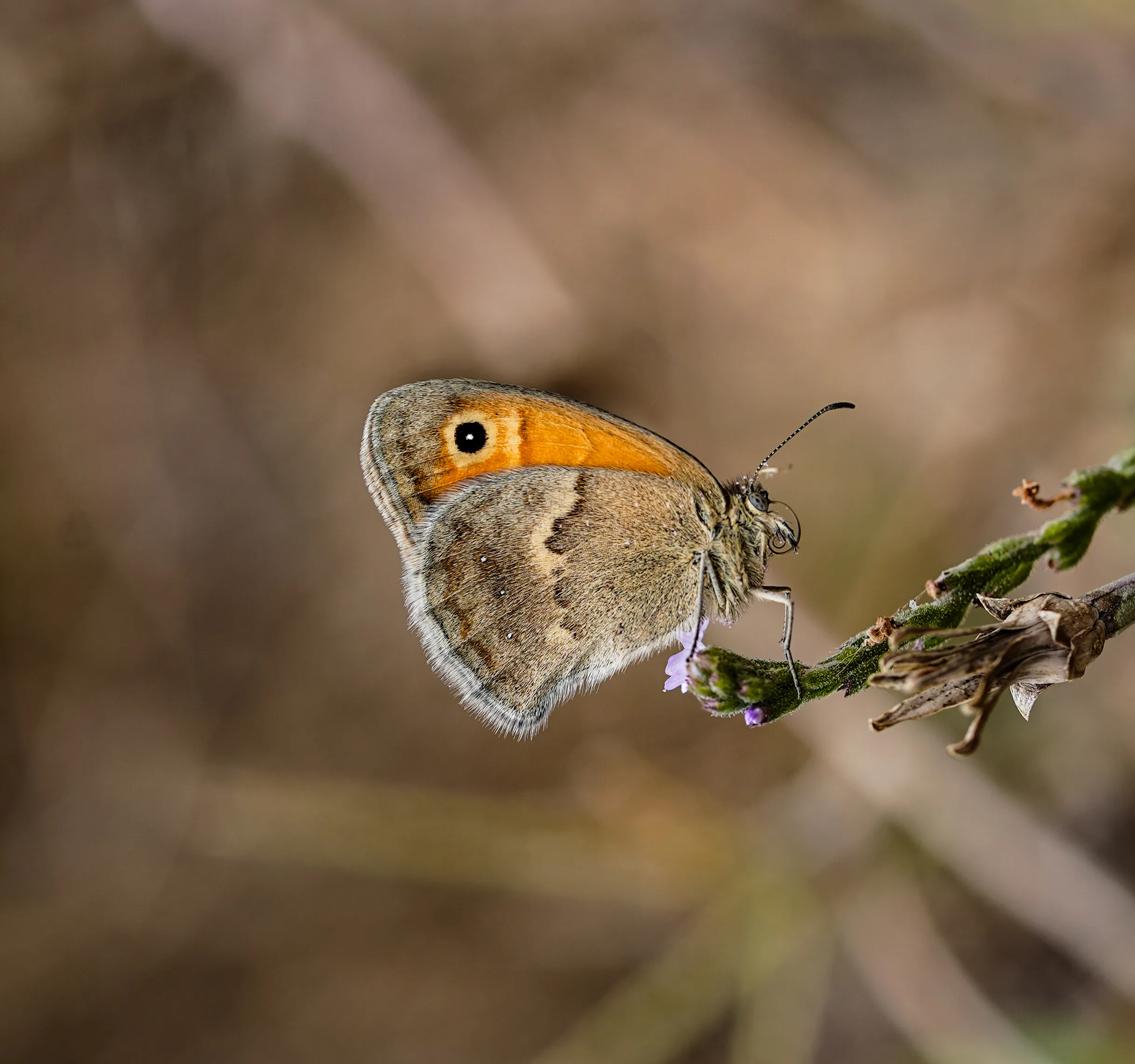 Coenonympha pamphilus
