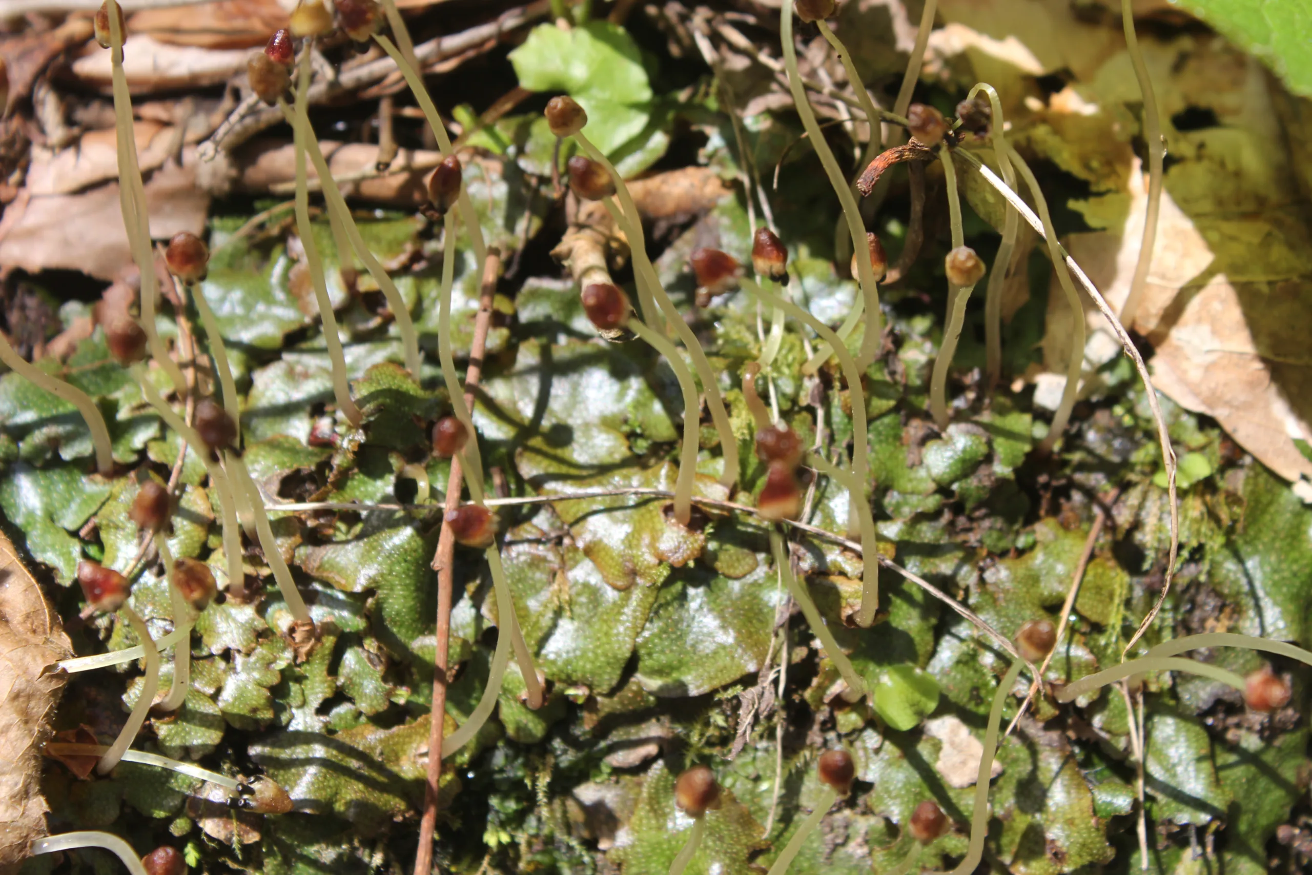 Conocephalum conicum