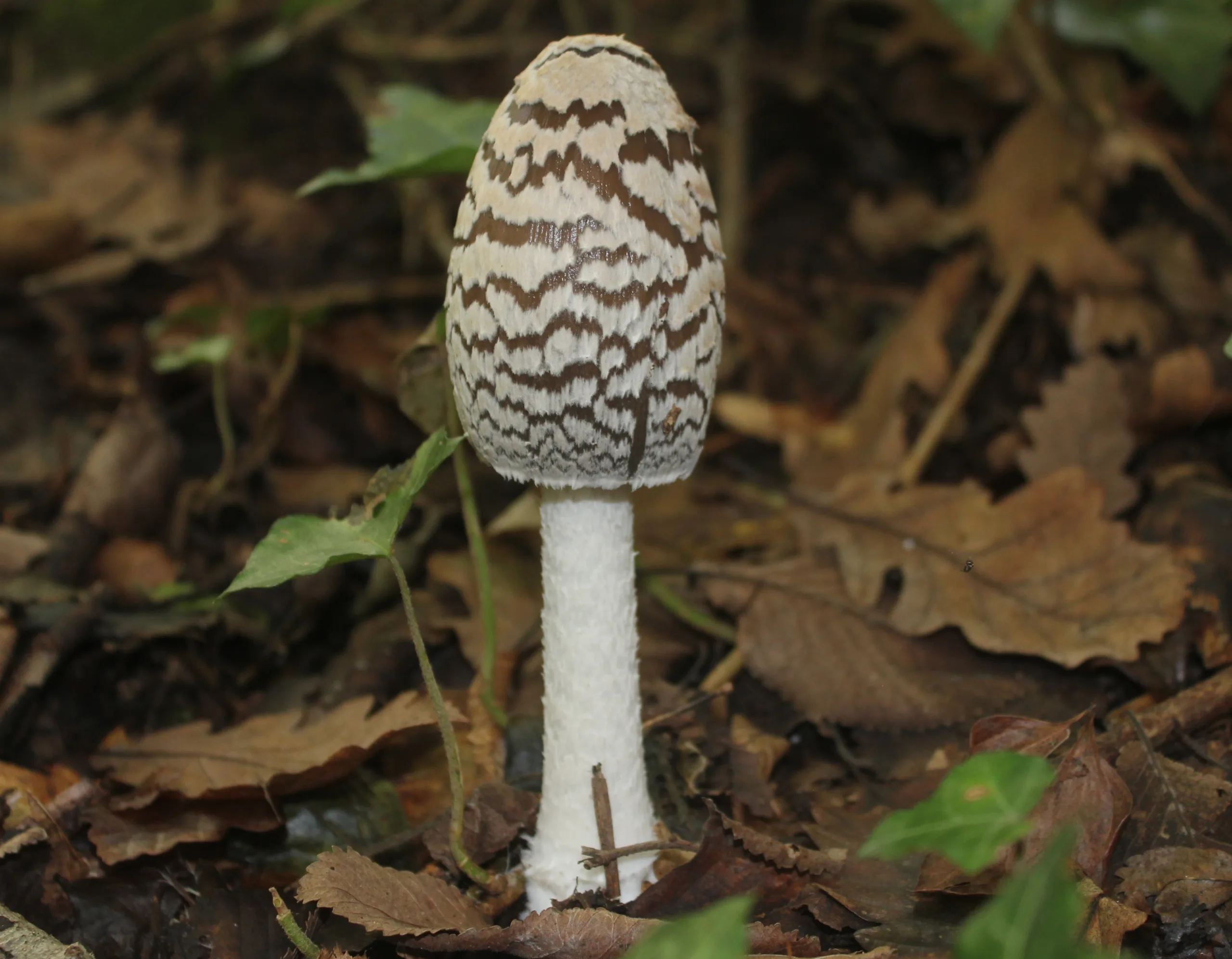 Coprinopsis picacea