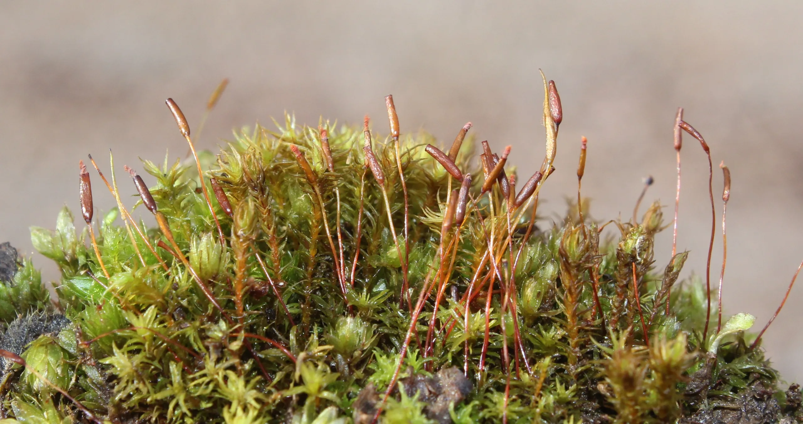 Didymodon rigidulus var. gracilis