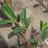 Euphorbia nutans