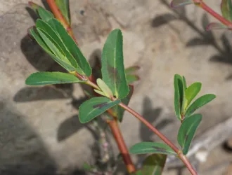 Euphorbia nutans