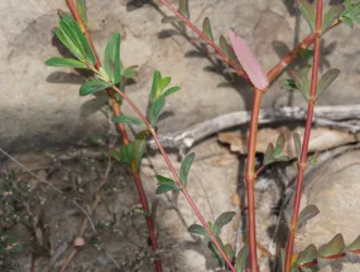 Euphorbia nutans