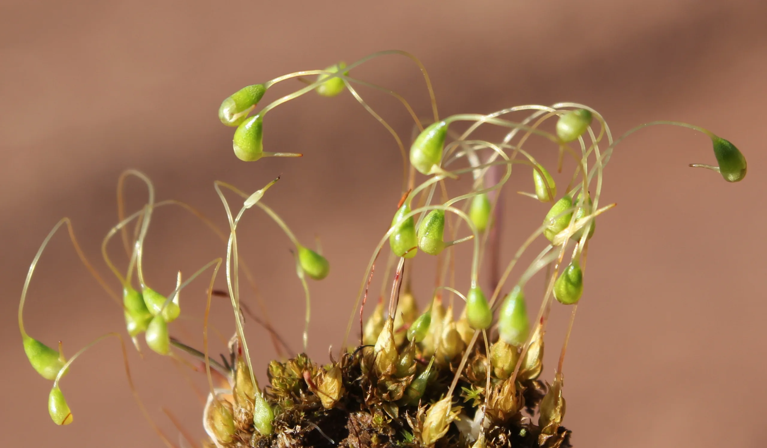 Funaria hygrometrica