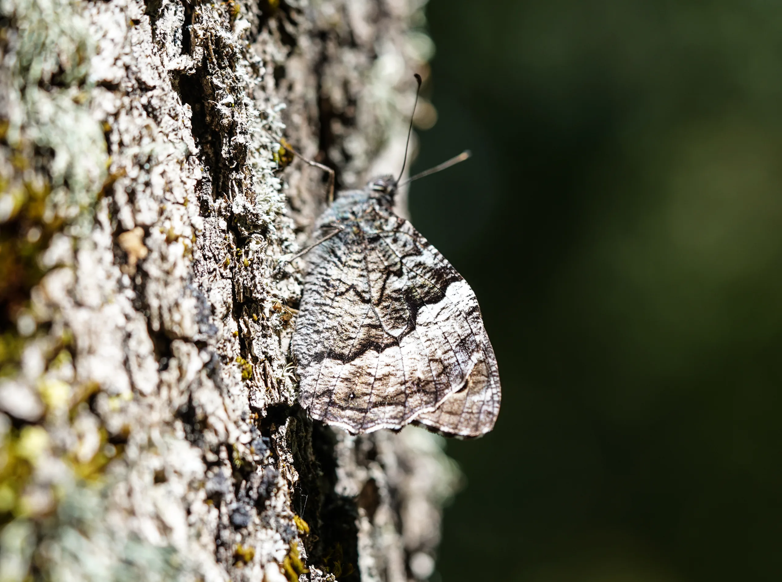 Hipparchia syriaca