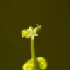 Hydrocotyle vulgaris