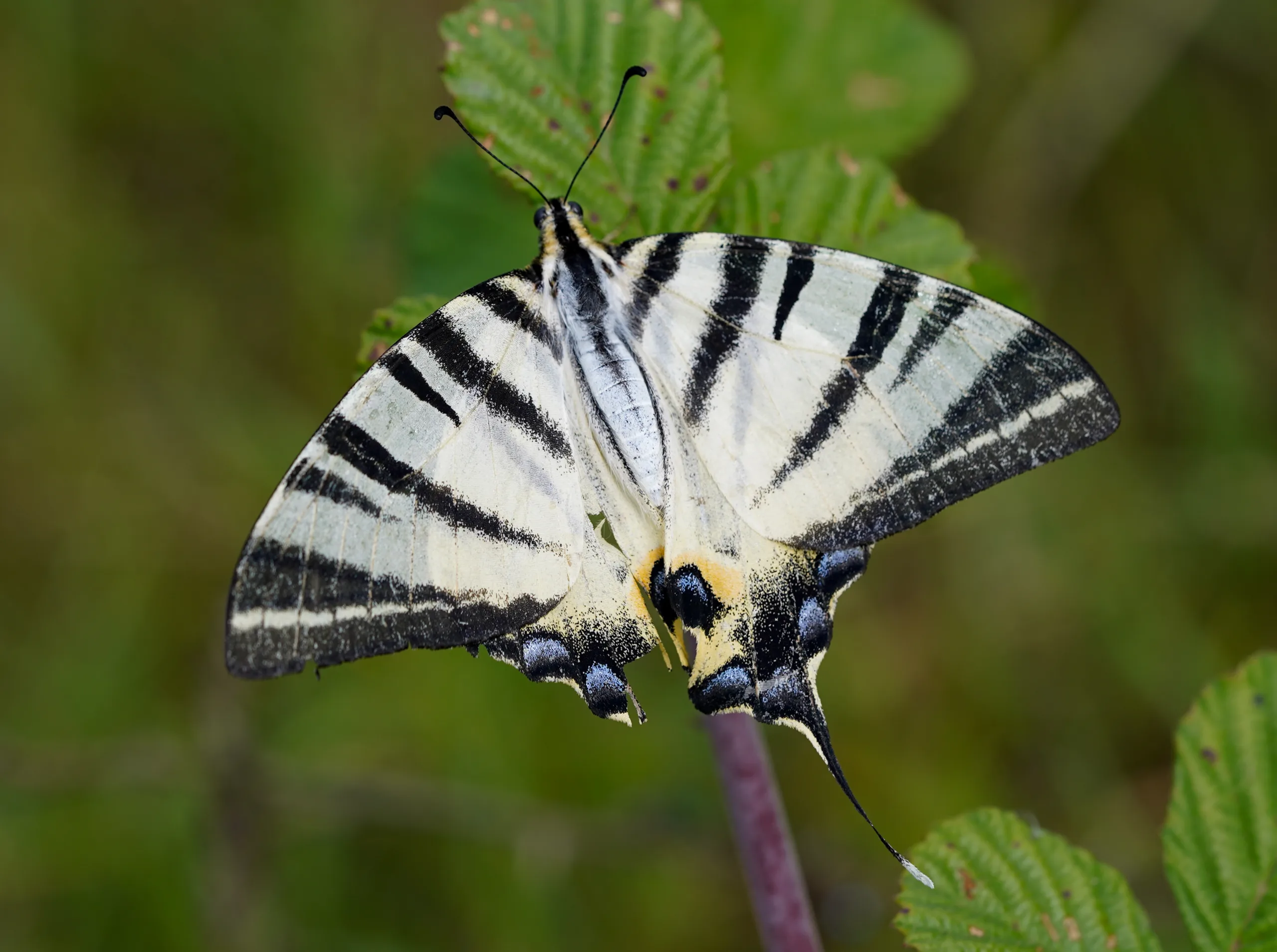 Iphiclides podalirius