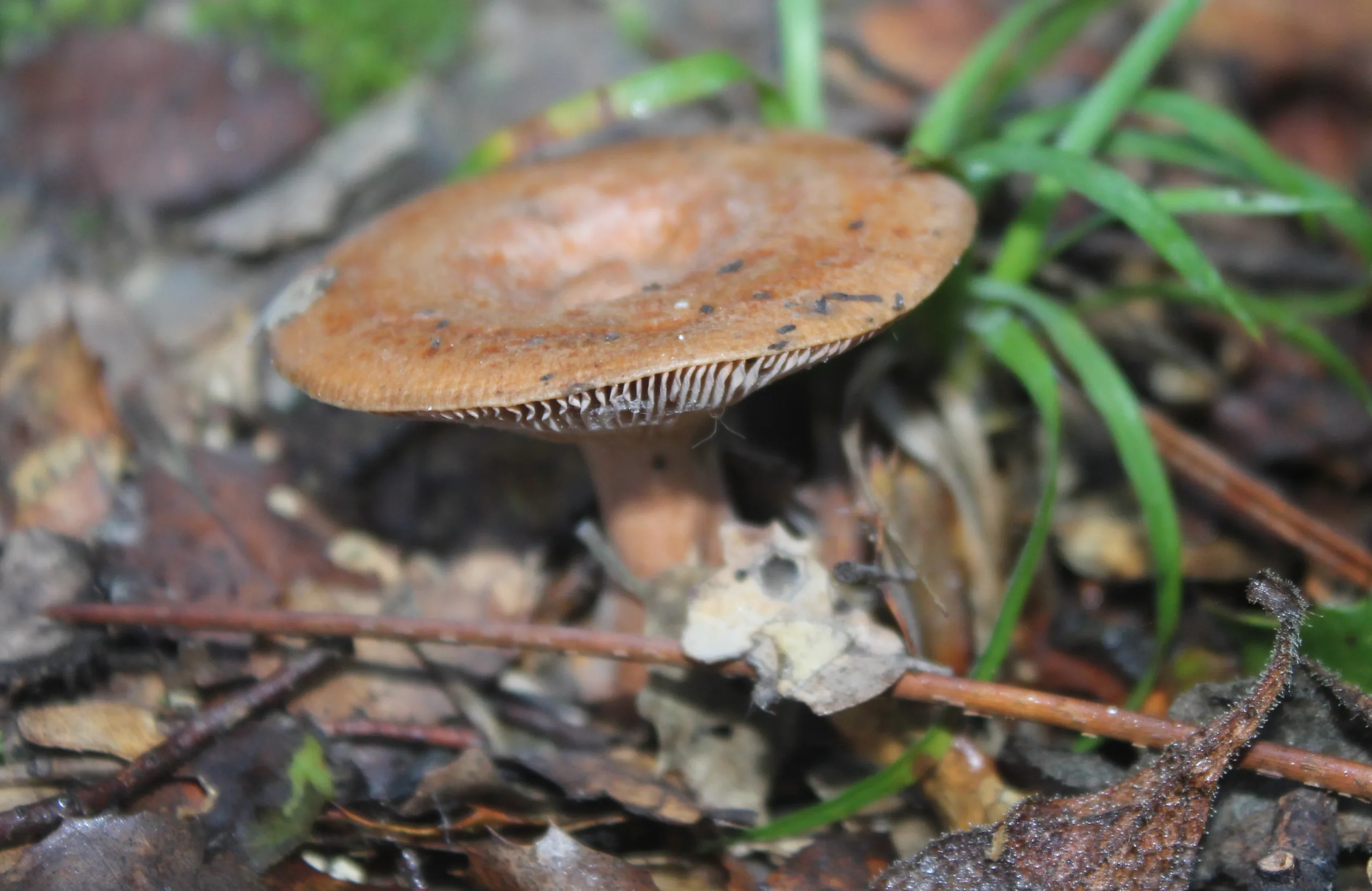 Lactarius chrysorrheus