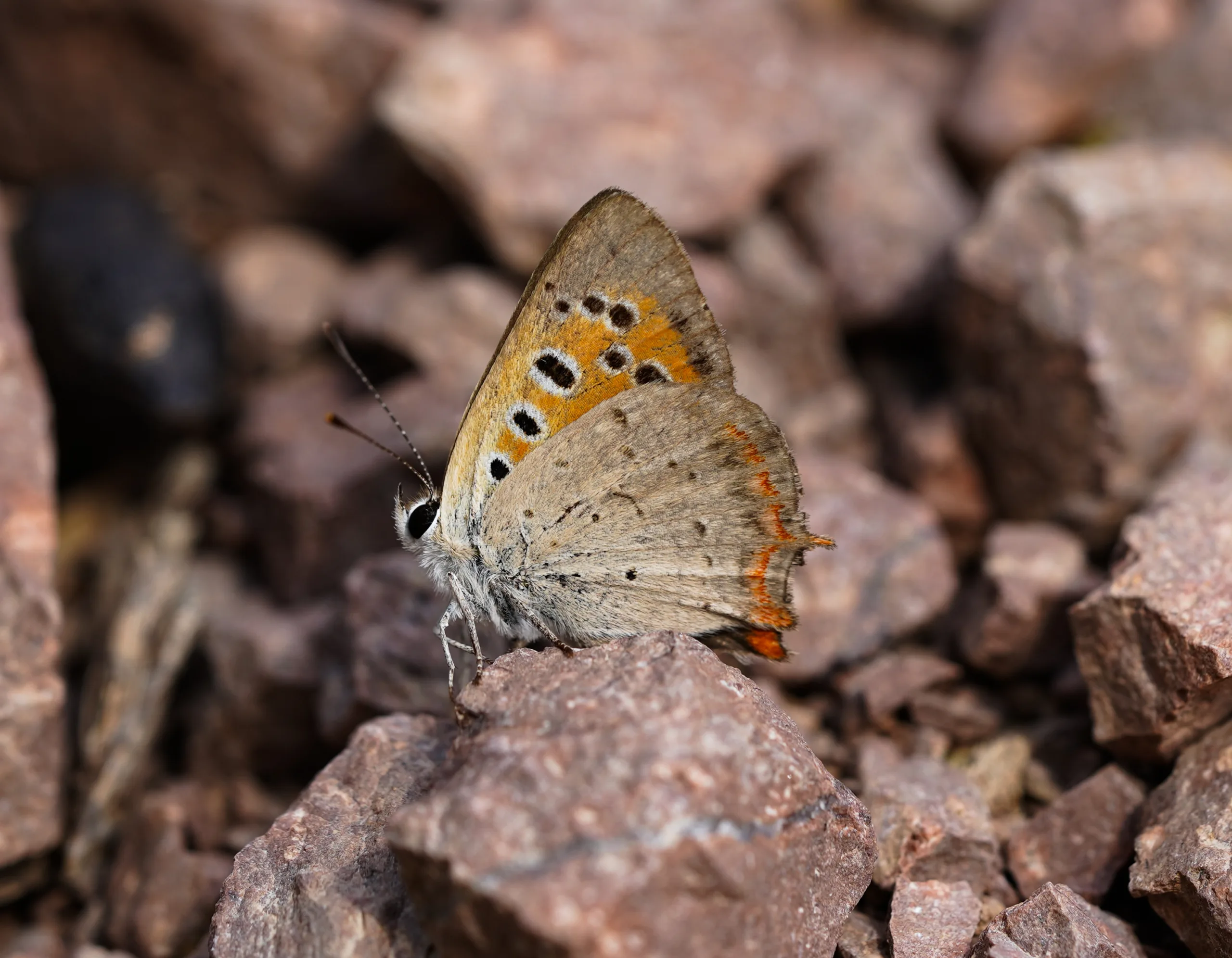 Lycaena phlaeas