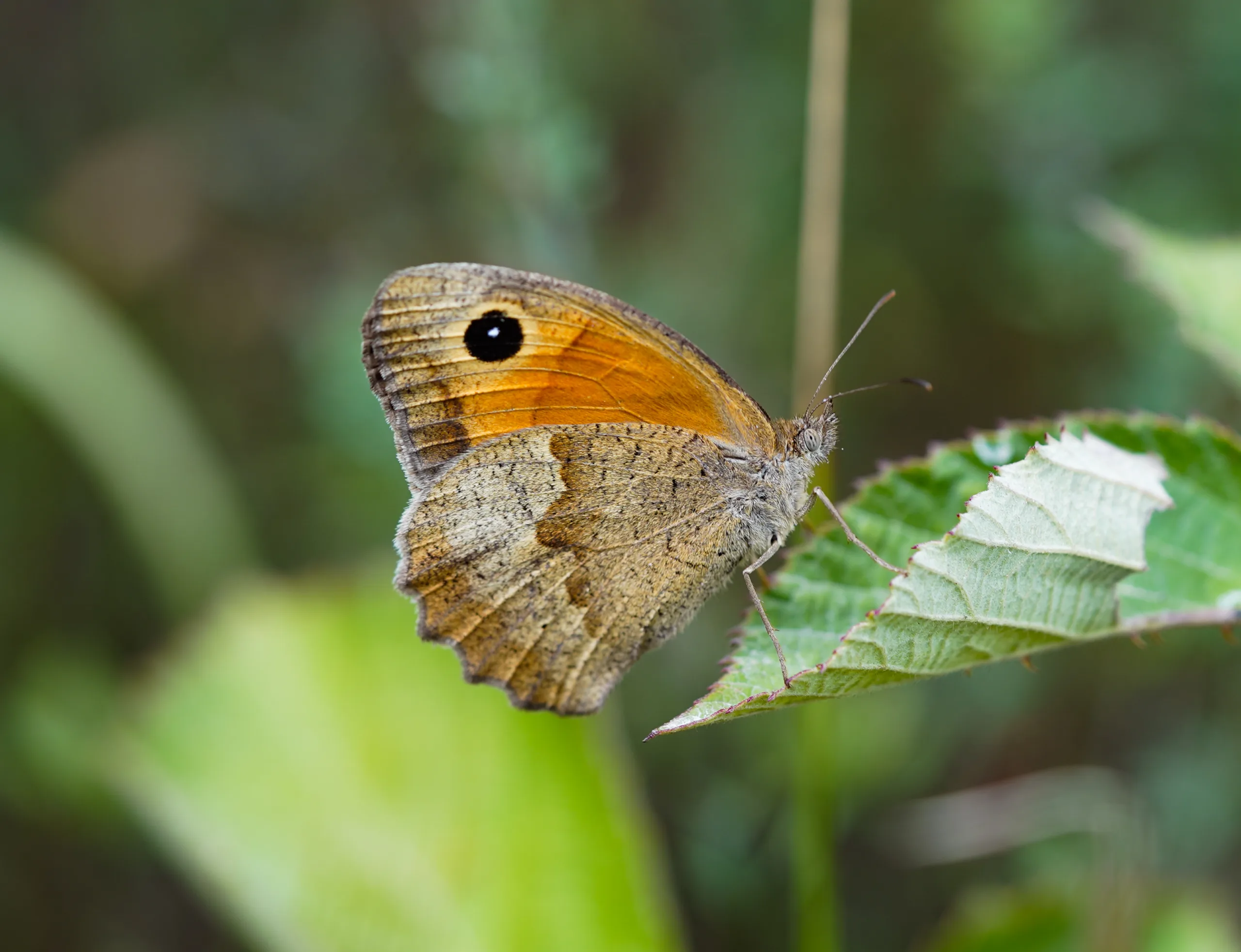 Maniola jurtina