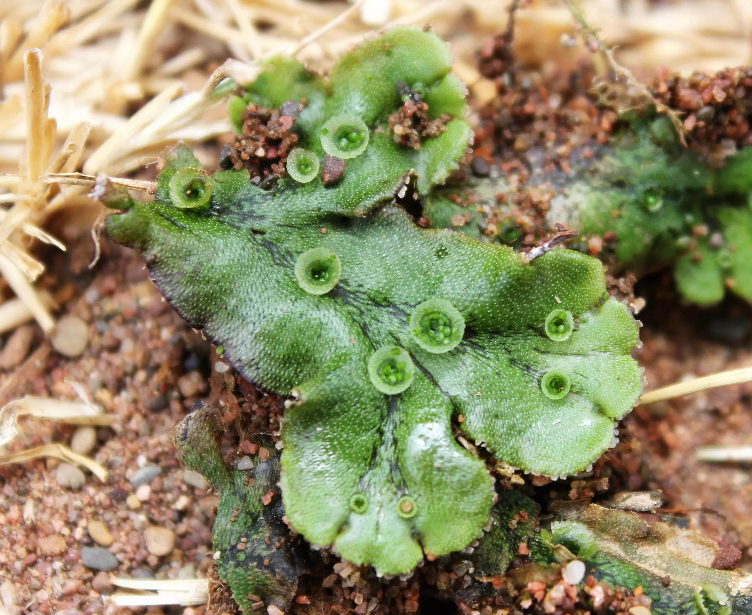 Marchantia polymorpha