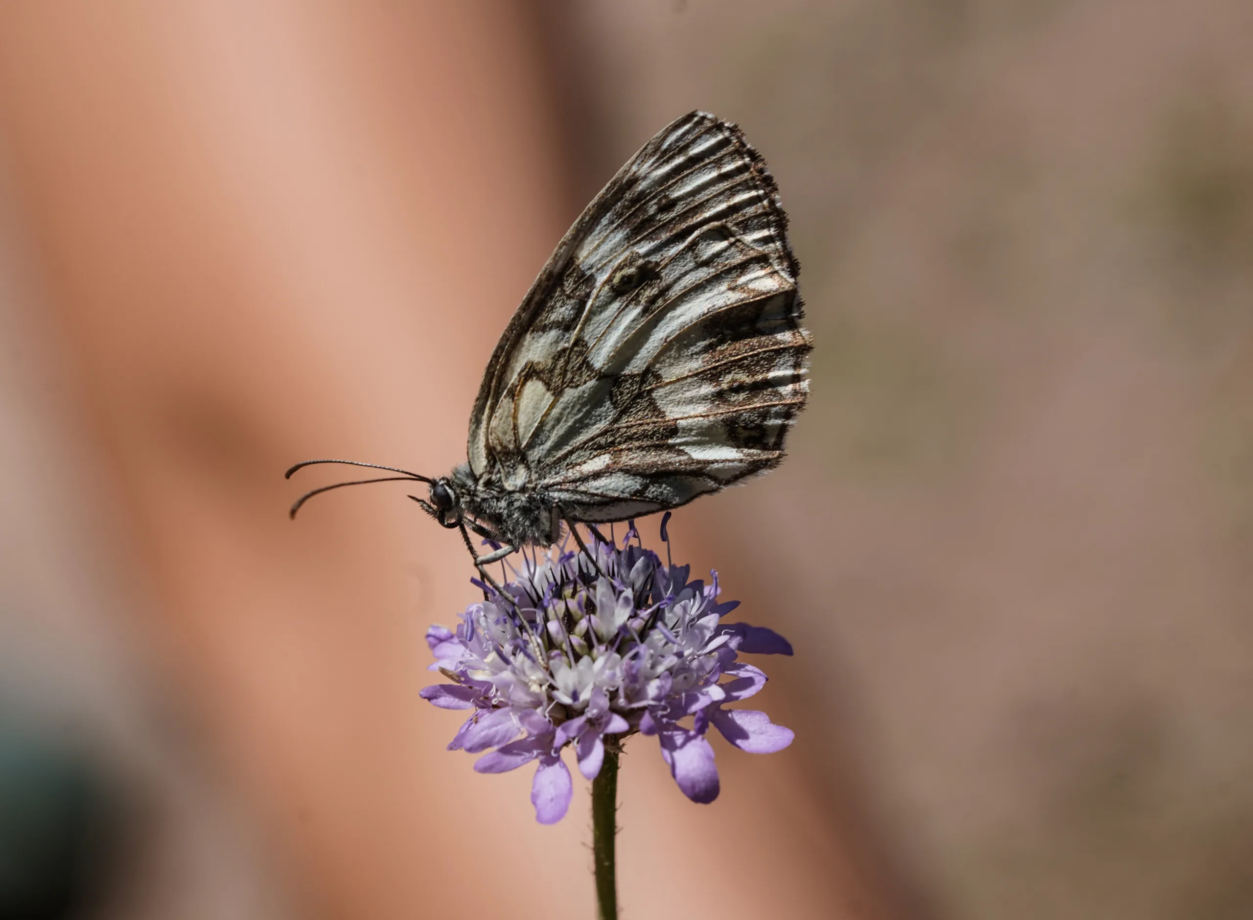 Melanargia galathea