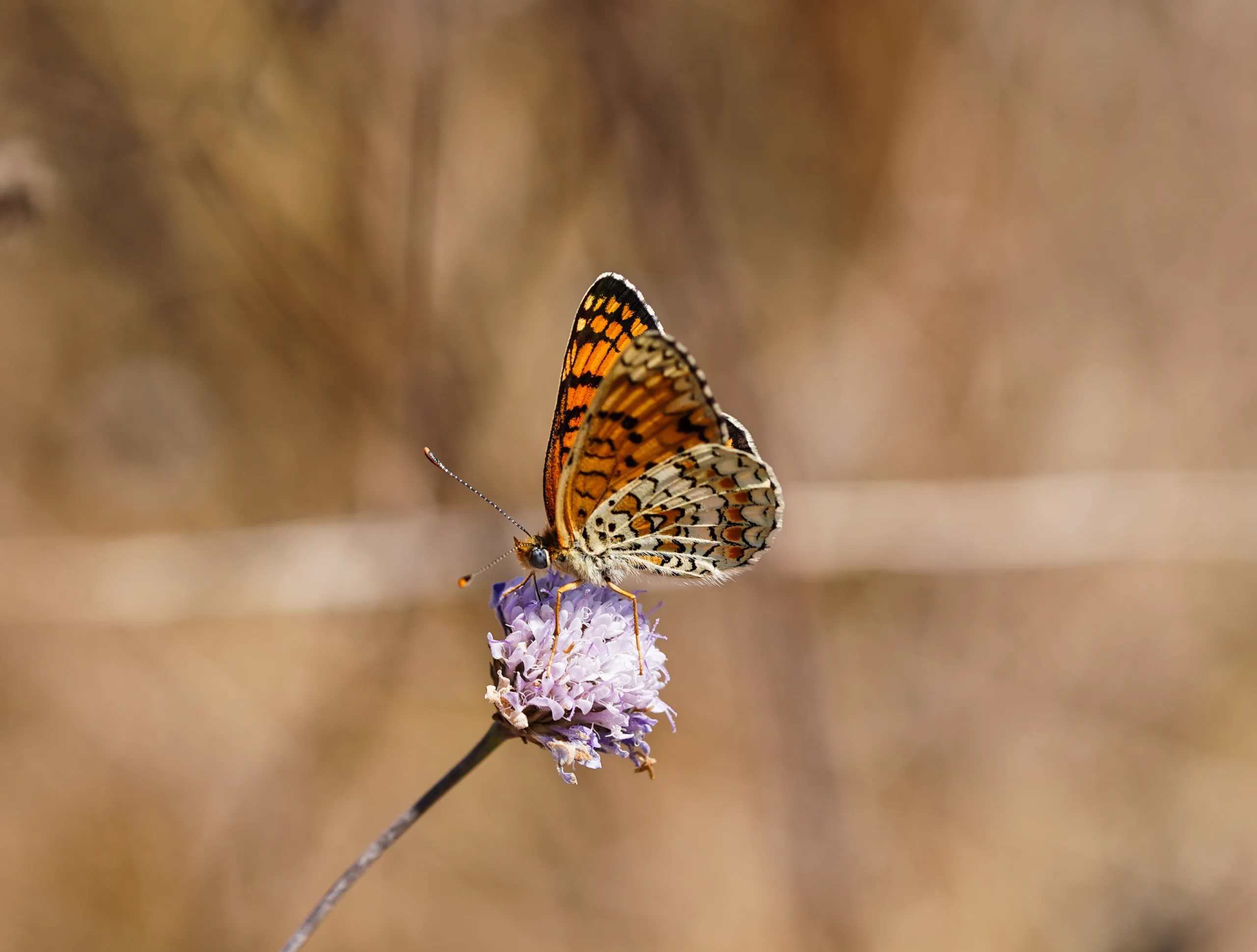 Melitaea phoebe