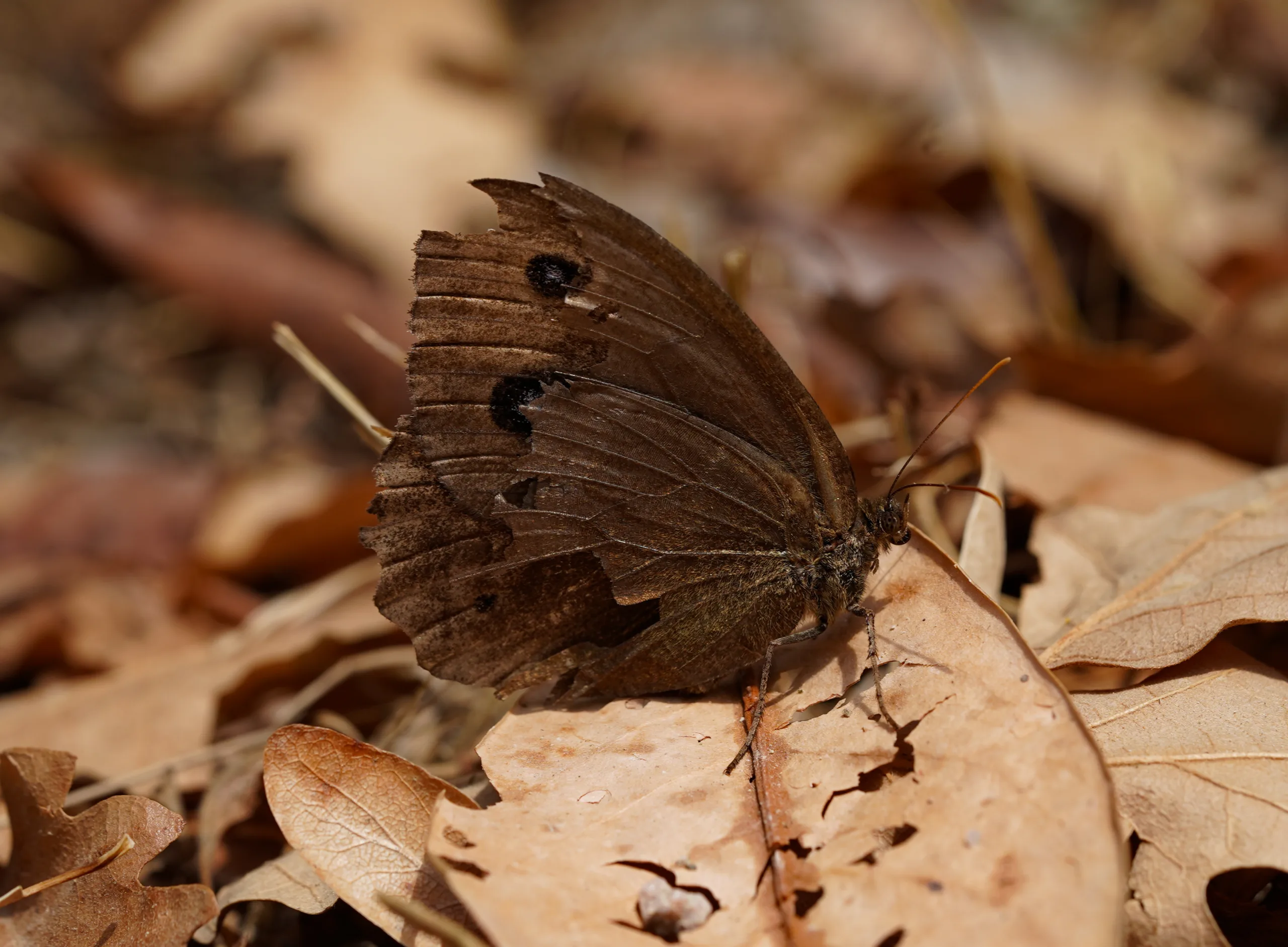 Minois dryas