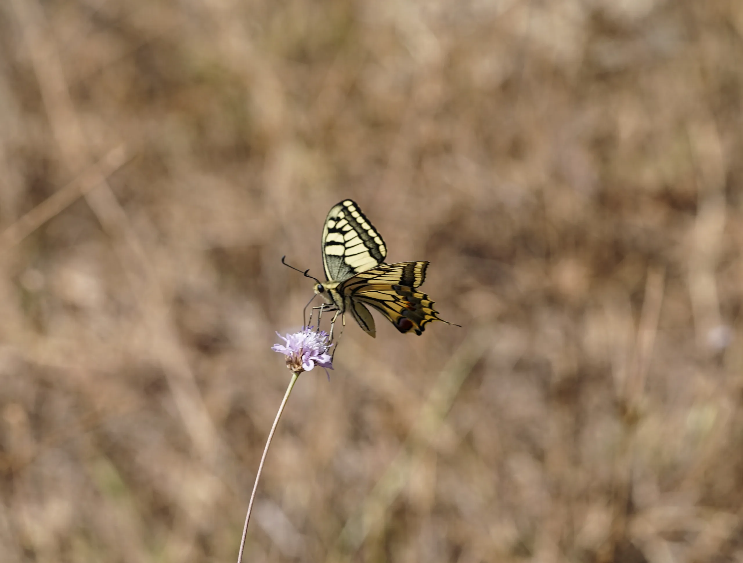 Papilio machaon