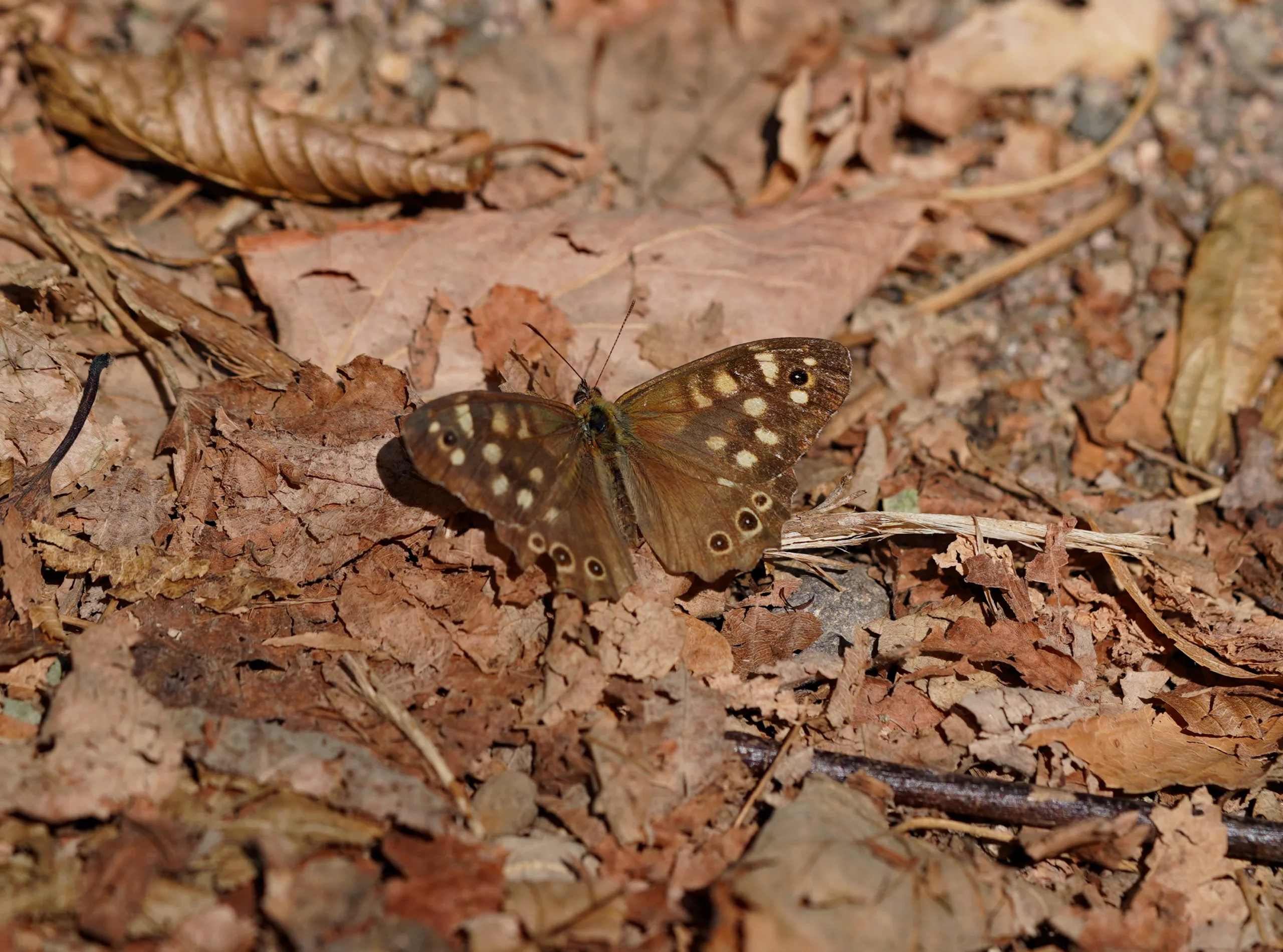 Pararge aegeria